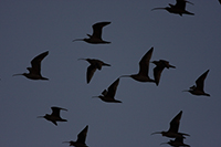 Long-billed Curlew