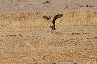 Long-billed Curlew