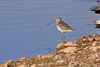 Long-billed Dowitcher