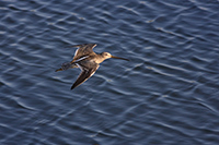Long-billed Dowitcher