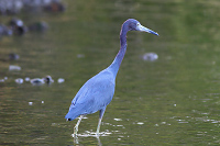 Little Blue Heron