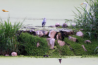 Little Blue Heron