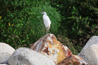 Little Blue Heron