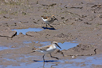 Least Sandpiper