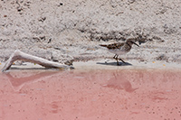 Least Sandpiper