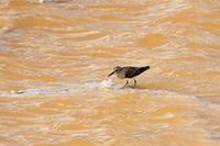 Least Sandpiper