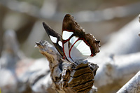 Banded Banner