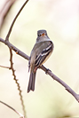 Least Flycatcher