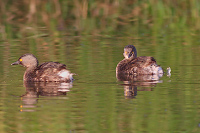 Least Grebe