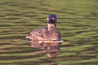 Least Grebe