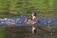 Least Grebe