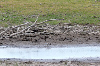 Least Sandpiper