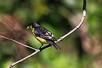 Lesser Goldfinch