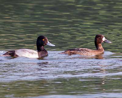 Lesser Scaup