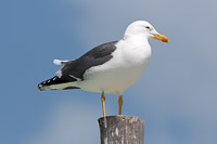 Lesser Black-backed Gull