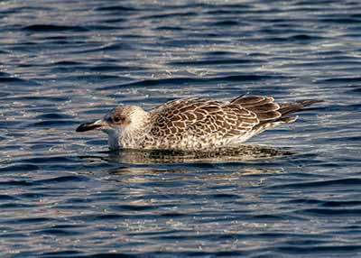 Lesser Black-backed Gull