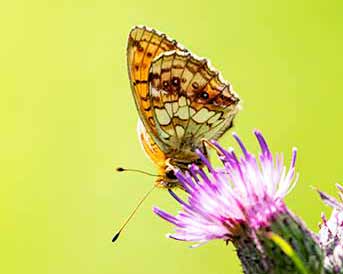 Lesser Marbled Fritillary