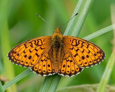Lesser Marbled Fritillary