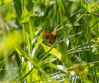 Lesser Marbled Fritillary