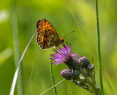 Lesser Marbled Fritillary