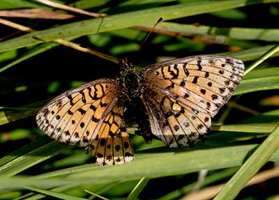 Lesser Marbled Fritillary