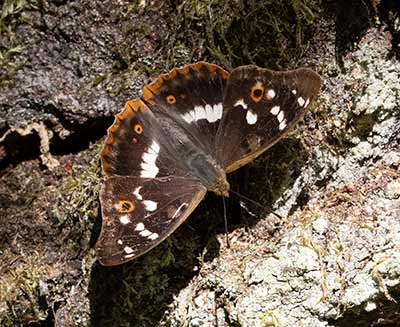 Lesser Purple Emperor