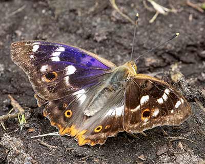 Lesser Purple Emperor