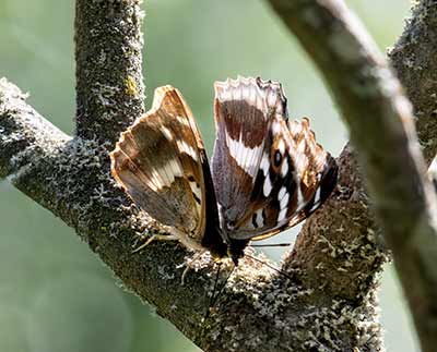 Lesser Purple Emperor