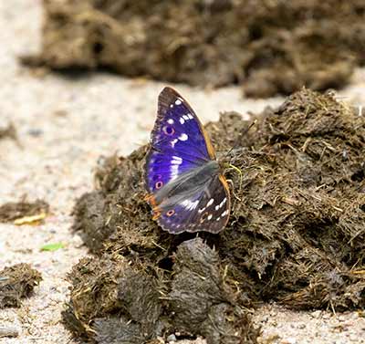 Lesser Purple Emperor