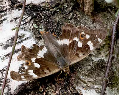 Lesser Purple Emperor