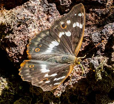 Lesser Purple Emperor