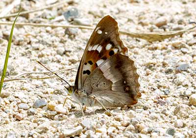 Lesser Purple Emperor