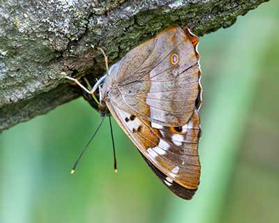 Lesser Purple Emperor