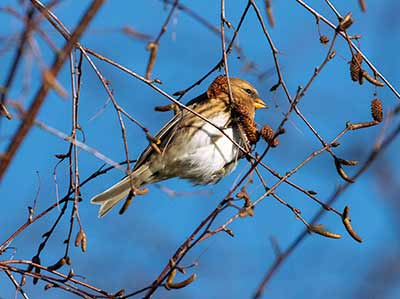 Redpoll