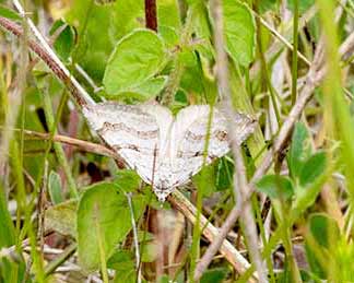 Lesser Treple-bar 