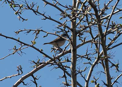 Lesser Whitethroat