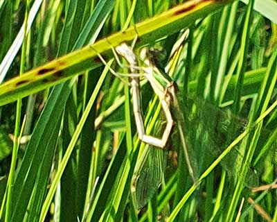 Migrant Spreadwing