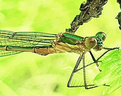 Common Spreadwing