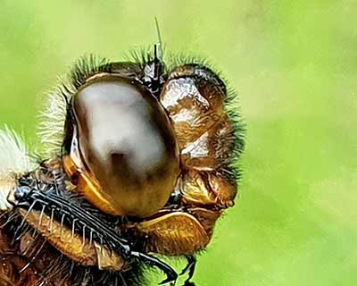 Broad-bodied Chaser (Libellula depressa) [Hvidovre Strandenge, Denmark]