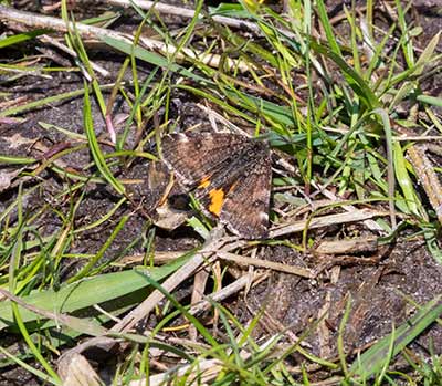 Light Orange Underwing