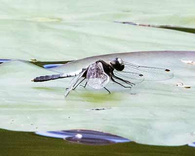 Åkande-kærguldsmed (Leucorrhinia caudalis) [Horreby Lyng (Falster), Denmark]