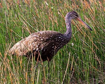 Limpkin