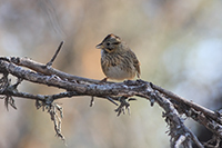 Lincoln's Sparrow