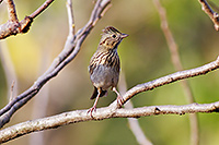 Lincoln's Sparrow