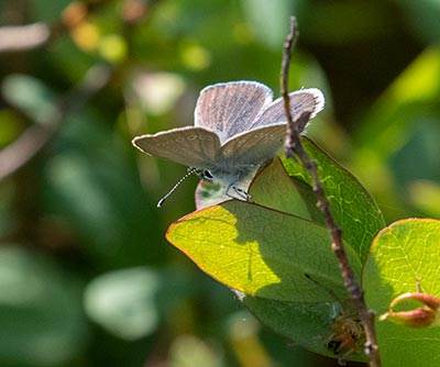 Small Blue