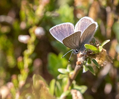 Small Blue
