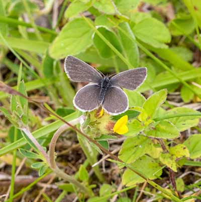 Small Blue