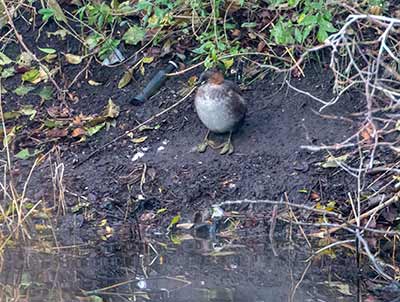 Little Grebe