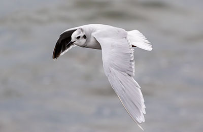 Little Gull