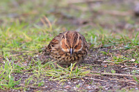 Little Bunting